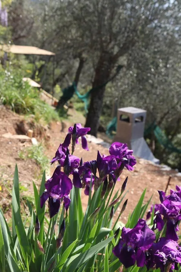 Holiday home Il Giaggiolo Villa Camaiore